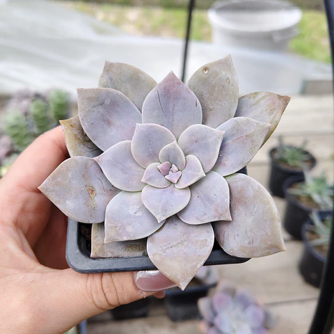 Graptopetalum Superbum