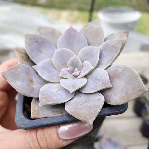 Graptopetalum Superbum