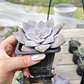Graptopetalum Superbum - Miniatura 3