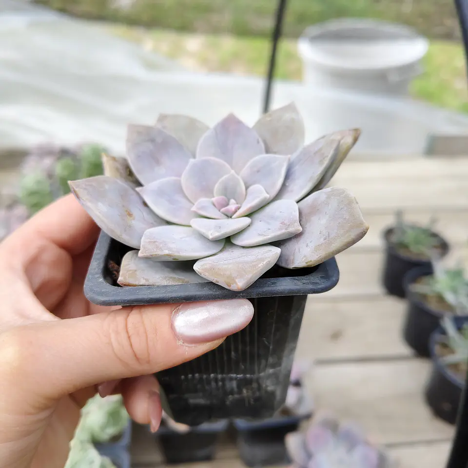 Graptopetalum Superbum 3