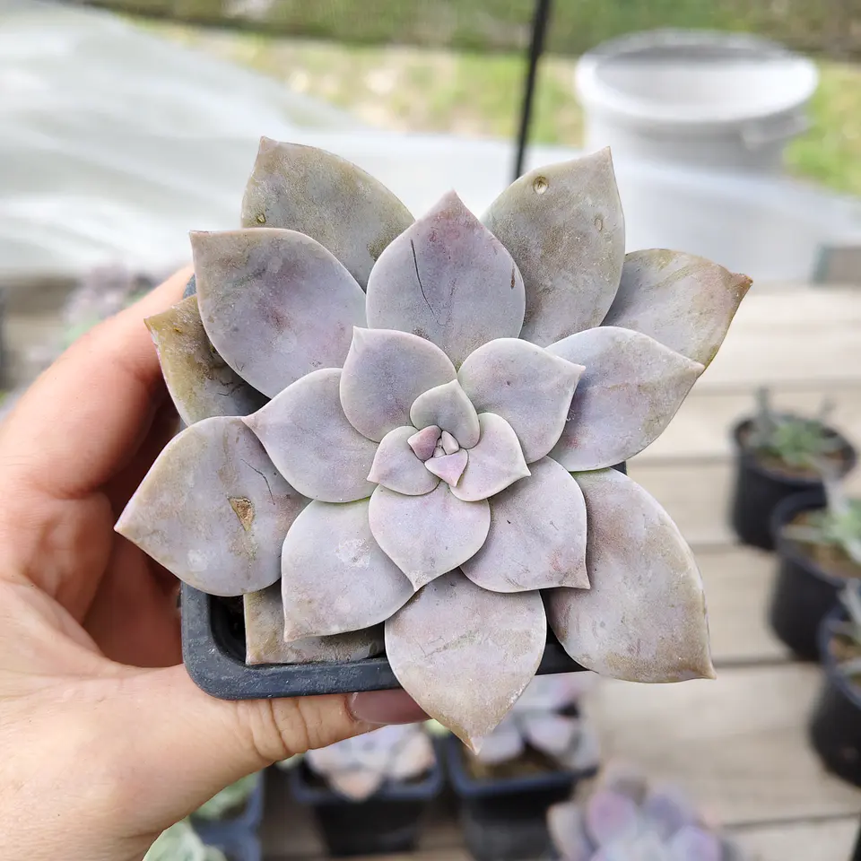 Graptopetalum Superbum 4