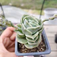 Graptoveria Lovely Rose  - Miniatura 1