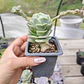 Graptoveria Lovely Rose  - Miniatura 2
