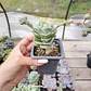 Graptoveria Lovely Rose  - Miniatura 3