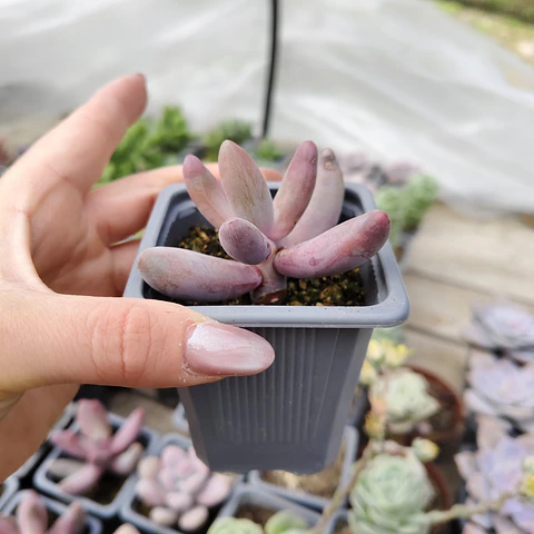 Pachyphytum Ganzhou
