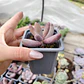 Pachyphytum Ganzhou - Miniatura 1