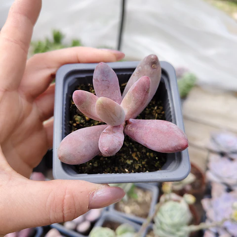 Pachyphytum Ganzhou