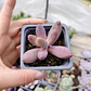 Pachyphytum Ganzhou - Miniatura 2