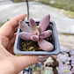 Pachyphytum Ganzhou - Miniatura 3