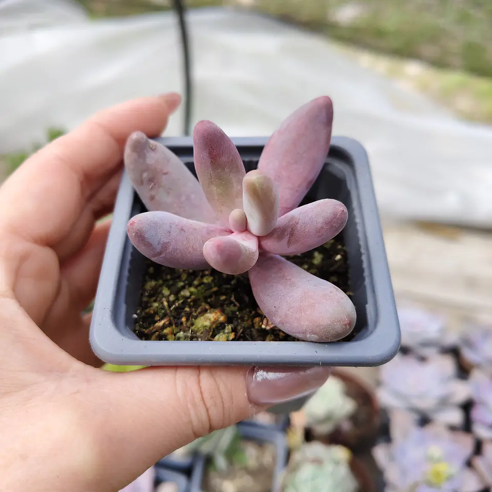 Pachyphytum Ganzhou 3