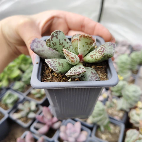 Andromischus Cooperi 