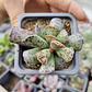 Andromischus Cooperi  - Miniatura 2