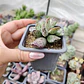 Andromischus Cooperi  - Miniatura 3