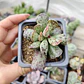 Andromischus Cooperi  - Miniatura 4