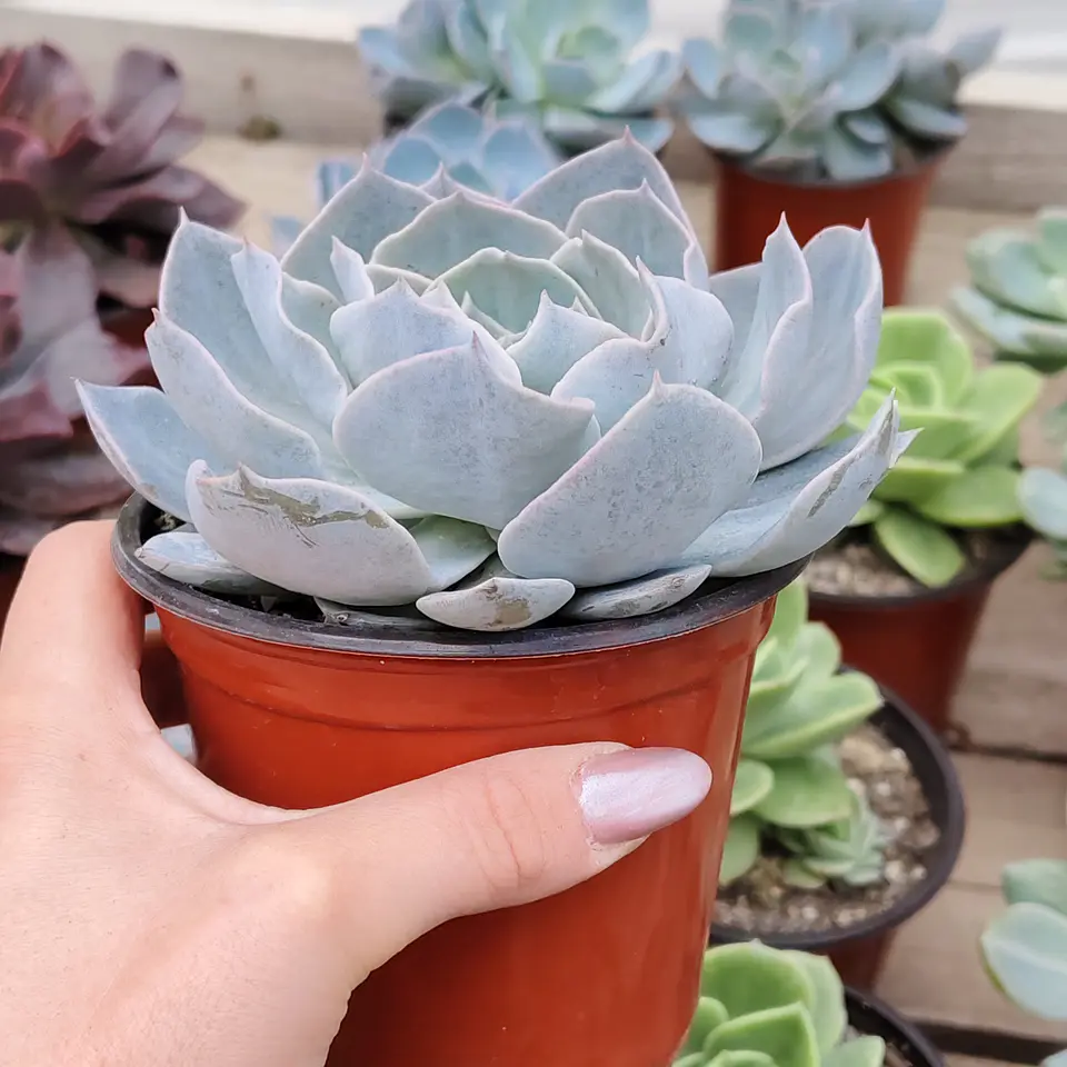 Echeveria Morning Beauty 2