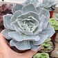 Echeveria Morning Beauty - Miniatura 1