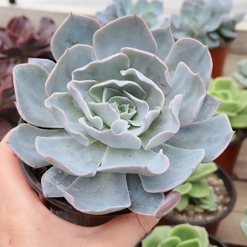 Echeveria Morning Beauty 1