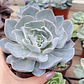 Echeveria Morning Beauty - Miniatura 3