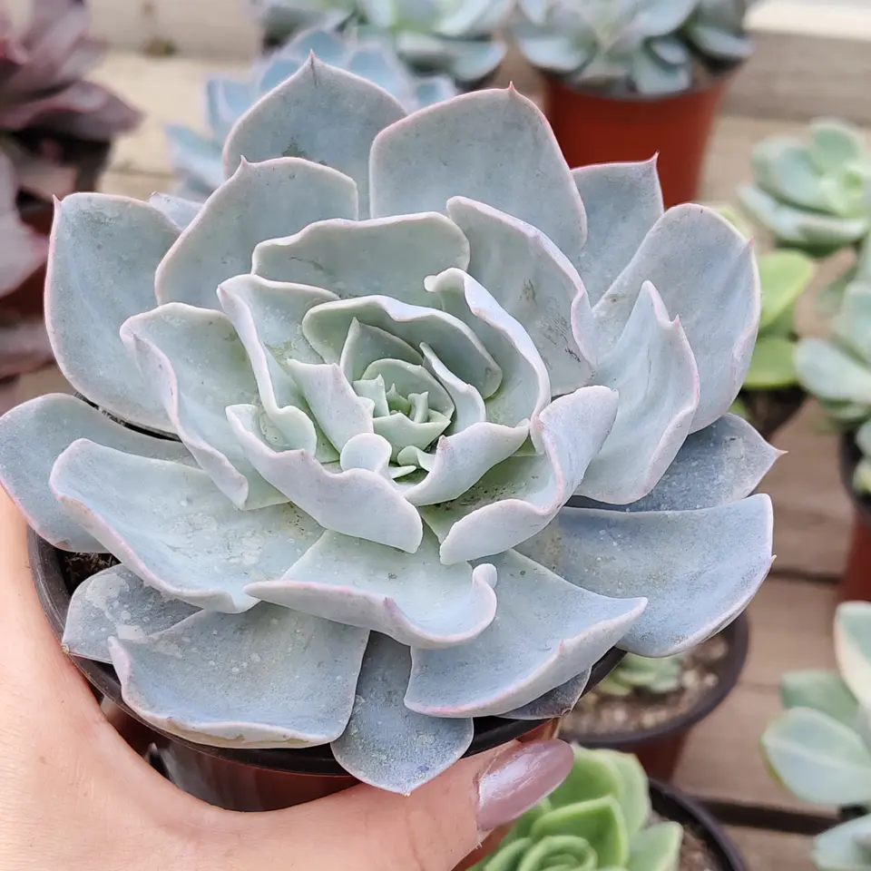 Echeveria Morning Beauty 3