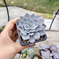 Echeveria Morning Beauty - Miniatura 4
