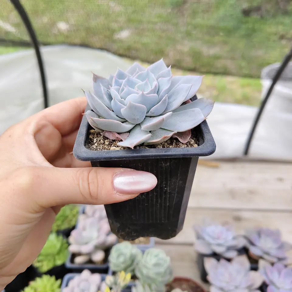 Echeveria Morning Beauty 5