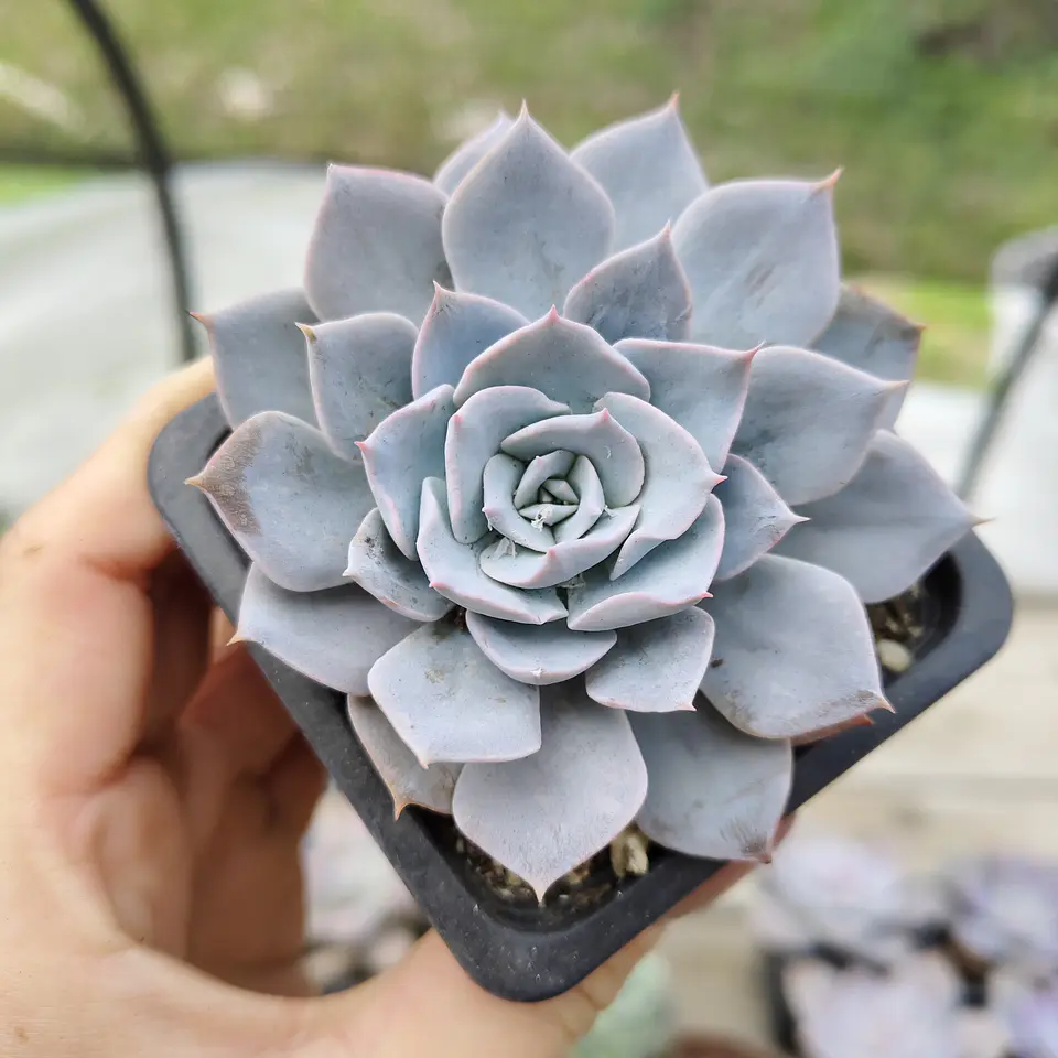 Echeveria Morning Beauty 6
