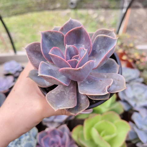 Echeveria Perle Von Nurnberg