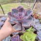 Echeveria Perle Von Nurnberg - Miniatura 1