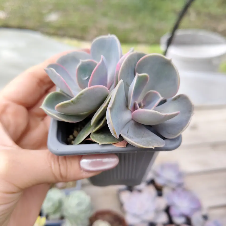 Echeveria Perle Von Nurnberg 2