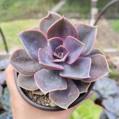 Echeveria Perle Von Nurnberg