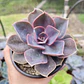 Echeveria Perle Von Nurnberg - Miniatura 3