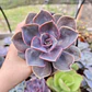 Echeveria Perle Von Nurnberg - Miniatura 4