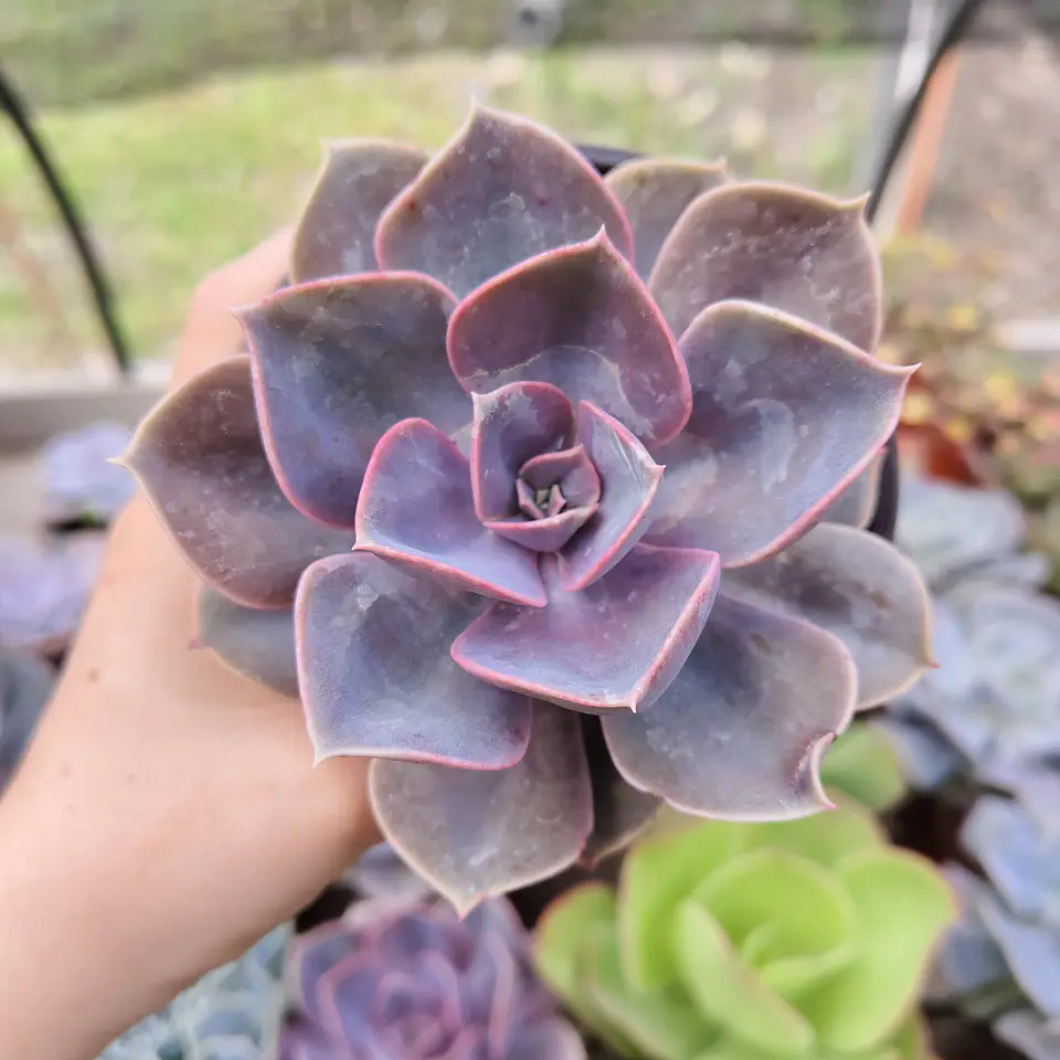 Echeveria Perle Von Nurnberg 4