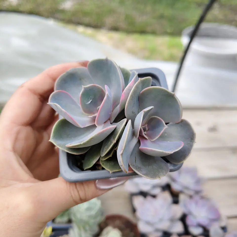 Echeveria Perle Von Nurnberg 5