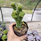 Crassula Green pagoda - Miniatura 1