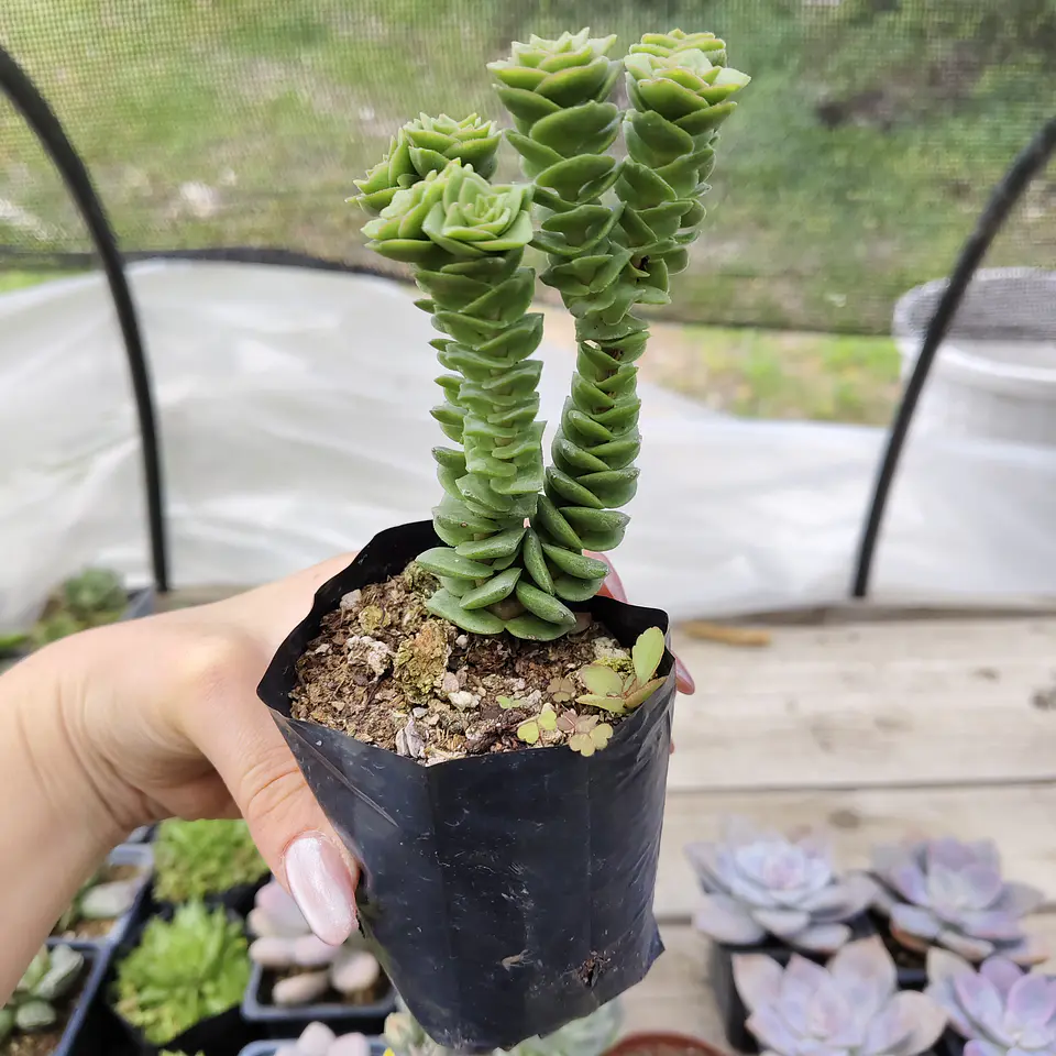 Crassula Green pagoda 2