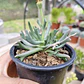 Rhombophyllum Dolabriforme (Cuerno de Alce) - Miniatura 2