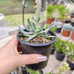 Rhombophyllum Dolabriforme (Cuerno de Alce) - Miniatura 3