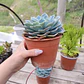 Echeveria Secunda - Miniatura 2