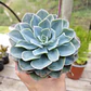 Echeveria Secunda - Miniatura 1