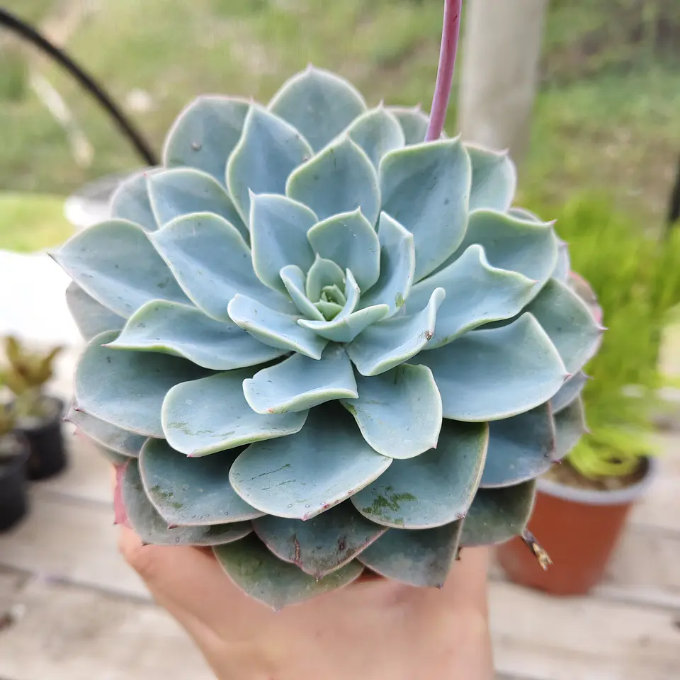 Echeveria Secunda 1