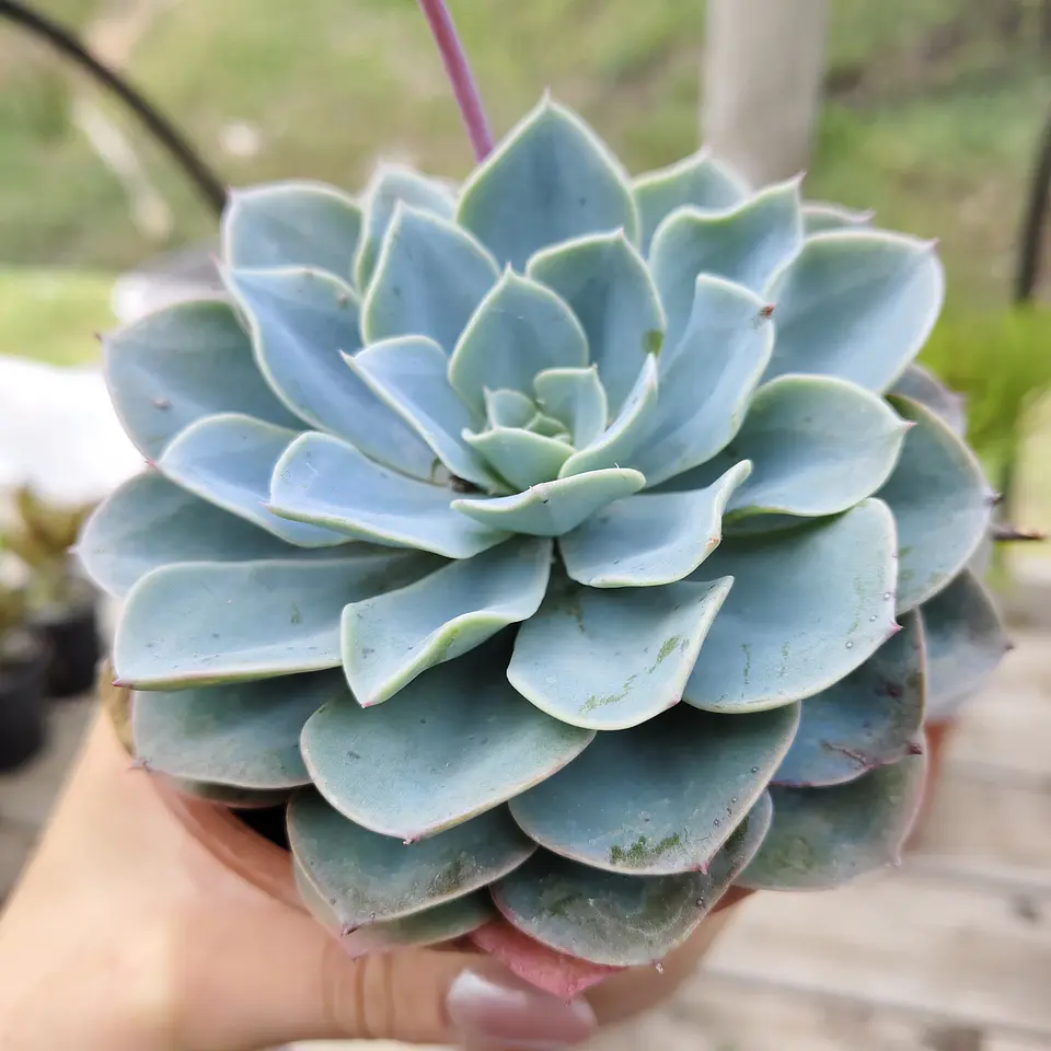 Echeveria Secunda 3