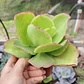 Echeveria Pallida - Miniatura 4