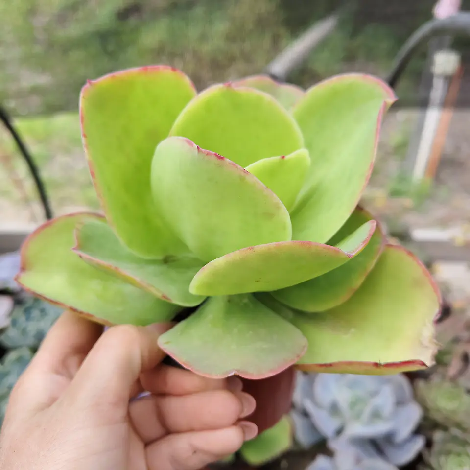 Echeveria Pallida 4