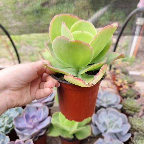 Echeveria Pallida