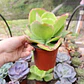 Echeveria Pallida - Miniatura 2