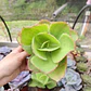 Echeveria Pallida - Miniatura 3