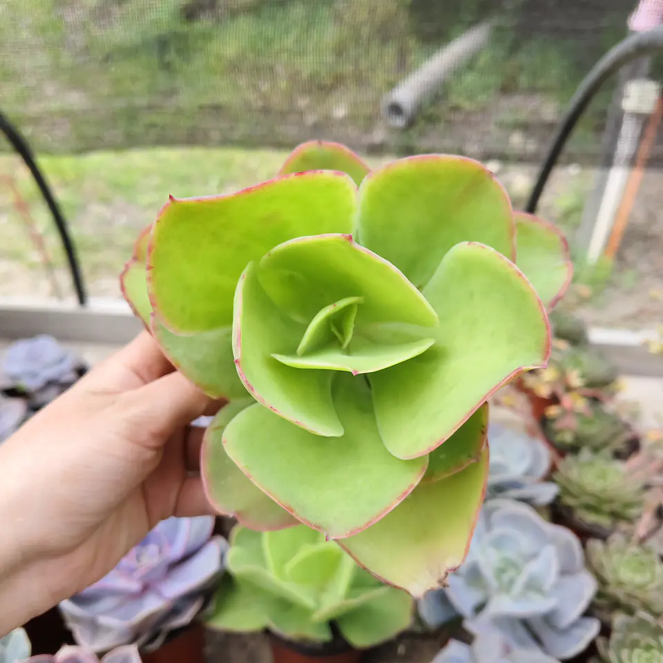 Echeveria Pallida 3