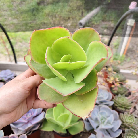Echeveria Pallida