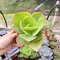 Echeveria Pallida - Miniatura 1